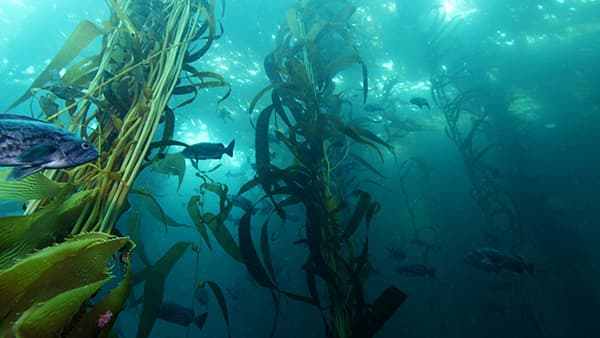 fish swimming in a kelp forest
