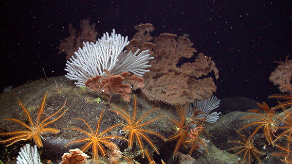 several colorful deep-sea corals in a dark ocean