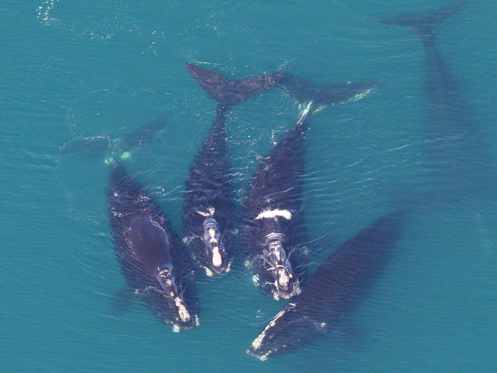 pod of right whales swimming near the surface of the water