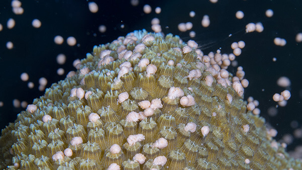 a coral with polyps that are releasing large white dots