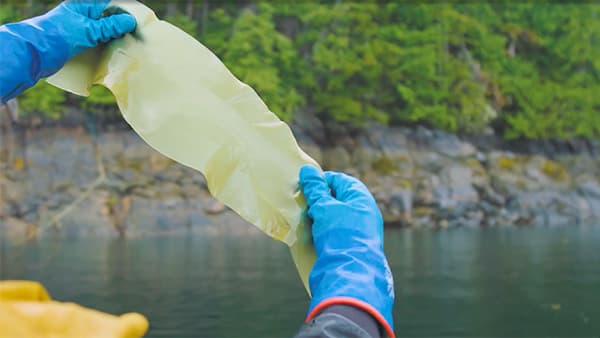 person holding up a piece of kelp