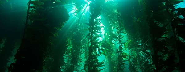 kelp forest with light shine down from the surface