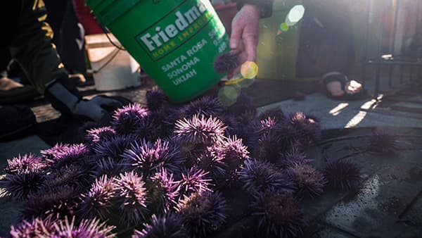 urchins on the deck of a ship
