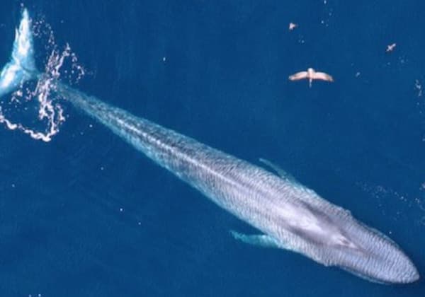 overhead view of a blue whale swimming near the surface of the water