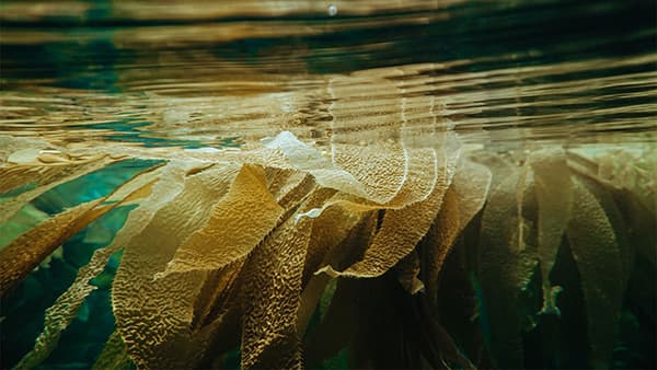 kelp float at surface of the water