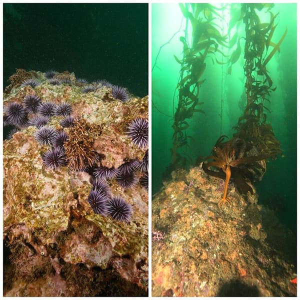 On the left is an urchin barren before divers cleared it of excess purple sea urchins and on the right is newly settled kelp already growing tall several months after restoration.