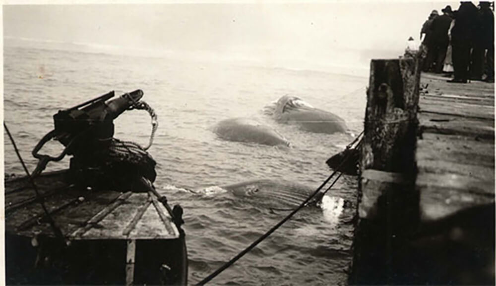 A photo from the 1960s shows three whale carcasses floating in the water beside a dock. A number of people are standing on the dock looking down at the carcasses.