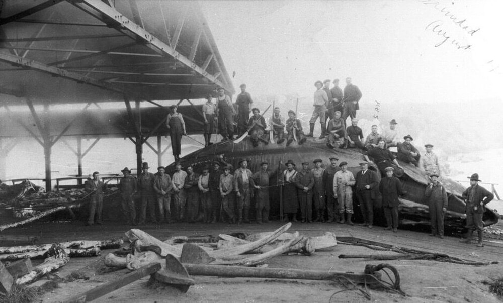 A historic photo shows the carcass of a large whale, with about three dozen men standing on top of and in front of the carcass. Whale bones and a large anchor lay on the sand in front of them.