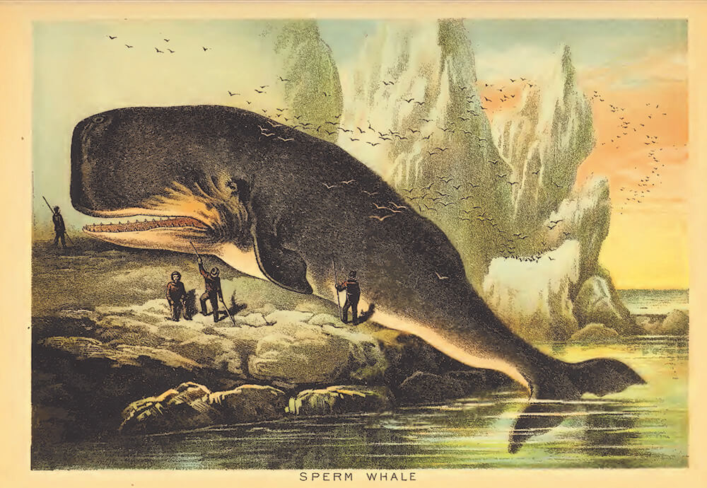 A historic illustration shows a large sperm whale lying on a snowy, rocky beach, with  a flock of birds flying overhead and four men with spears standing near the whale.