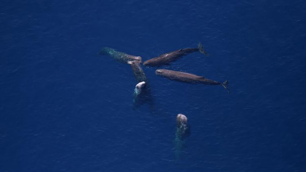 An aerial photo shows a pod of six sperm whales at the surface of the water, five of whom are facing nose to nose.
