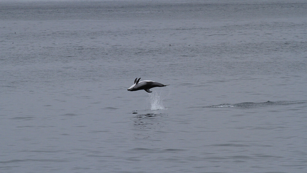 A dolphin is caught upside down mid-flip above the surface of the water.