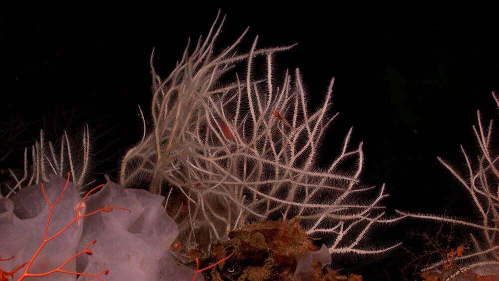 a pink sponge with long branches
