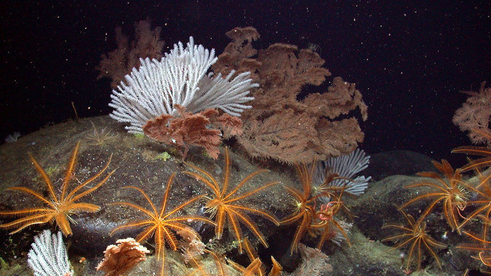 soft corals in a dark ocean