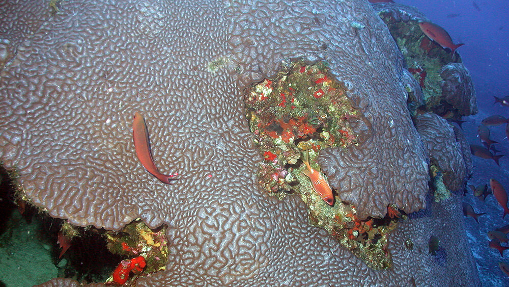 a coral colony