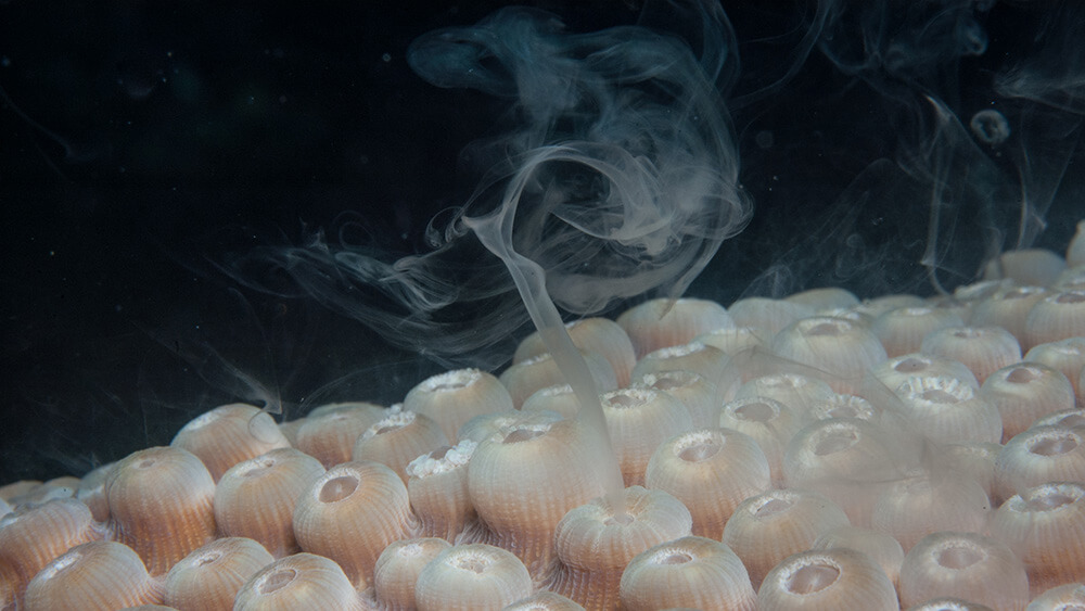 closeup of coral polypc with a milky white substance coming out of them