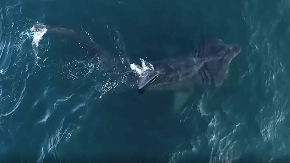From above, Basking shark swimming from left to right in dark blue water with top fin pointing out of the water.