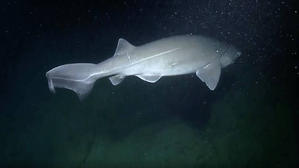 Bluntnose sixgill shark swimming from left to right in darkness.