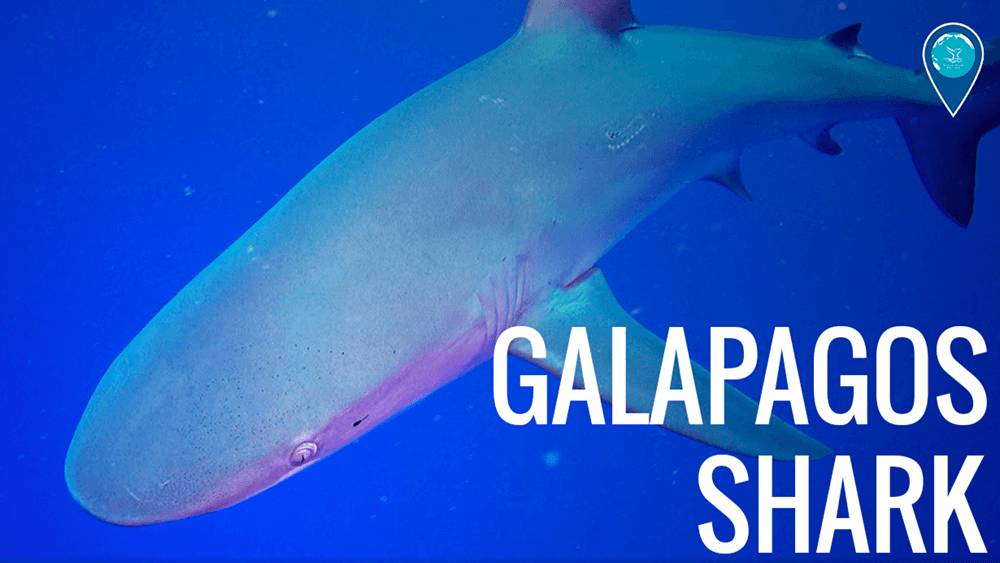 Galapagos shark swimming from right to left in vibrant blue water with text in bottom right corner that says GALAPAGOS SHARK.