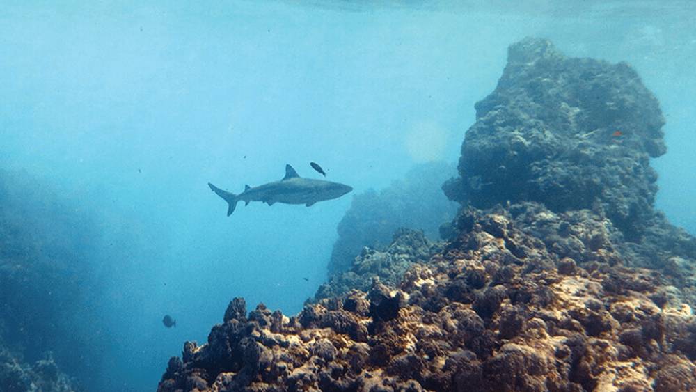 Shark swimming in the distance on a large coral reef with two black fish swimming around it.