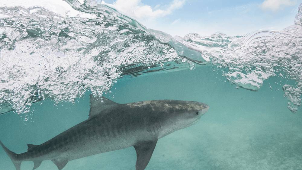 Gray shark swimming just below the surface in turquoise waters with a wave crashing above and the blue sky with few white clouds.