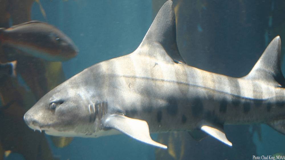 Shark with tan spots swimming from right to left with a red fish swimming from left to right.