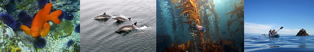 left to right: fish swimming, dolphins swimming, fish swimming in kelp forest, man and child kayaking