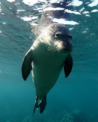 Hawaiian monk seal swimming