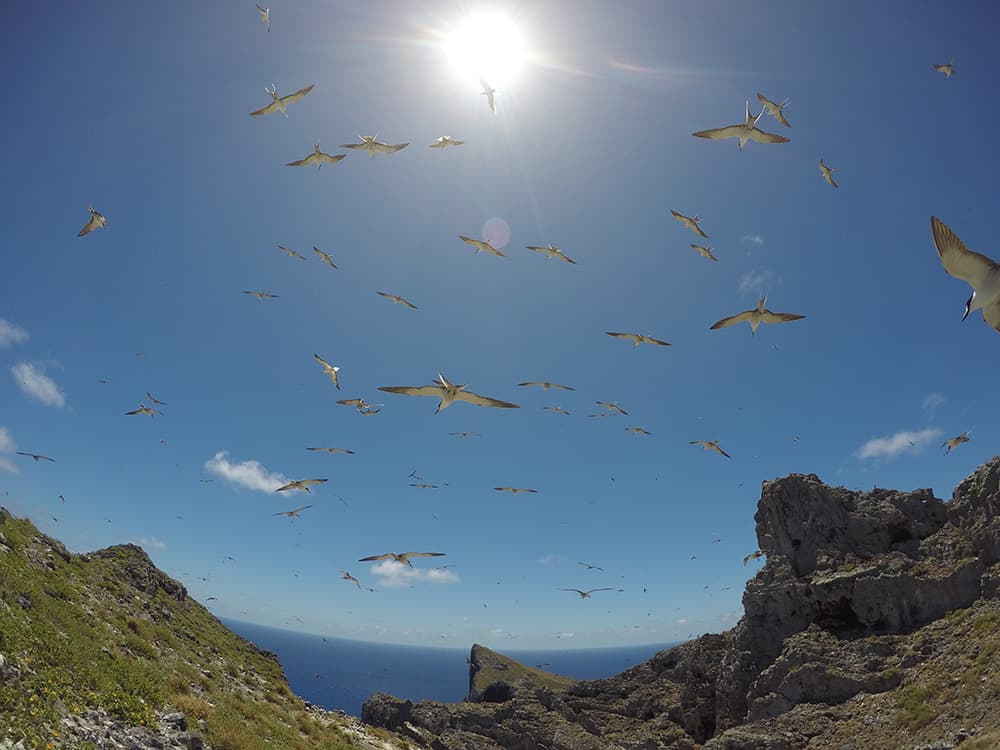 a flock of sooty terns fill the sky above a rocky coastline