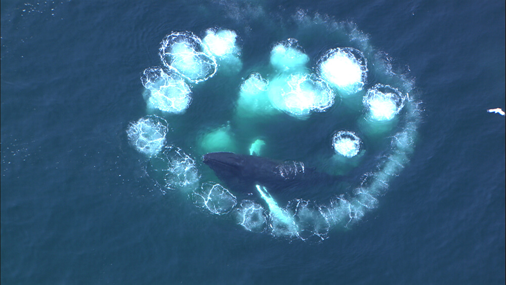 aerial view of the ocean where a humpback whale can be seen under the water and several large white spots appear at the waters surface in a circular pattern