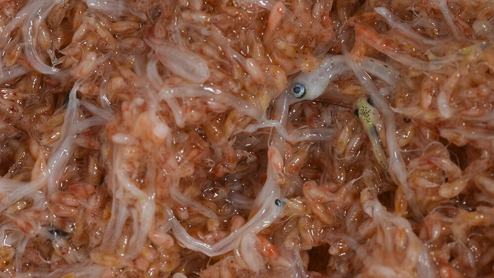 close up image of larval fishes