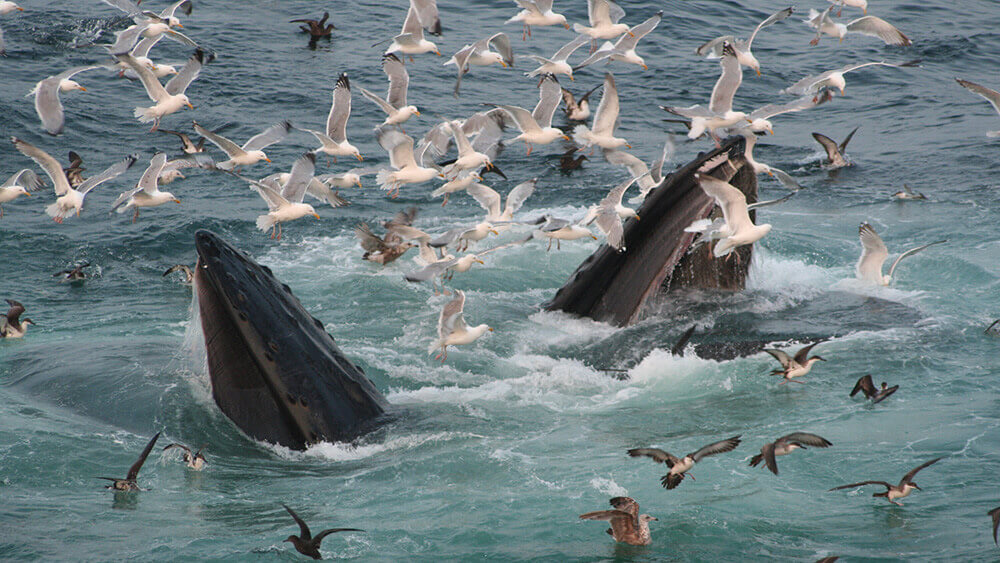 a whale's head breaches the surface as several birds fly around it trying to catch the fish it is eating