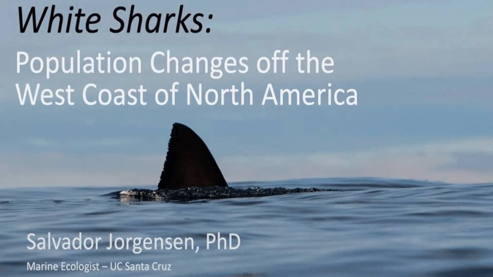 White shark fin above the surface with the horizon in the background with text: White Sharks: Population Changes off the West Coast of North America.
