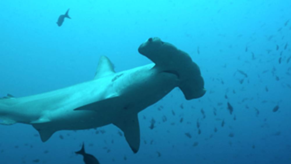 Hammerhead shark swimming from left to right in lue water with a school of fish in the distance. Underbelly and mouth in view.
