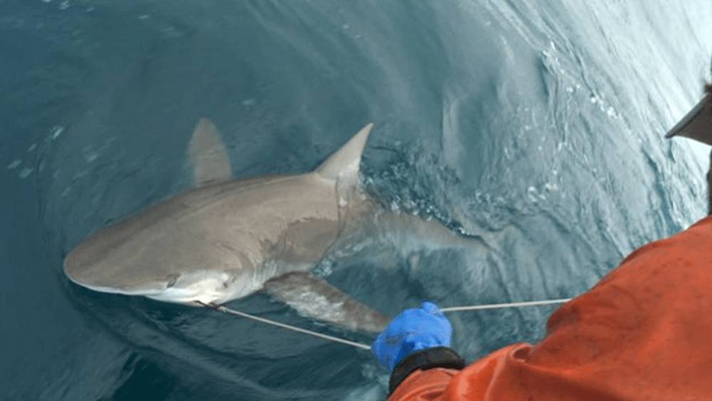 Shark at the surface alongside a research boat with a researcher in an orange coat and blue gloves holding the line that has hooked the shark.