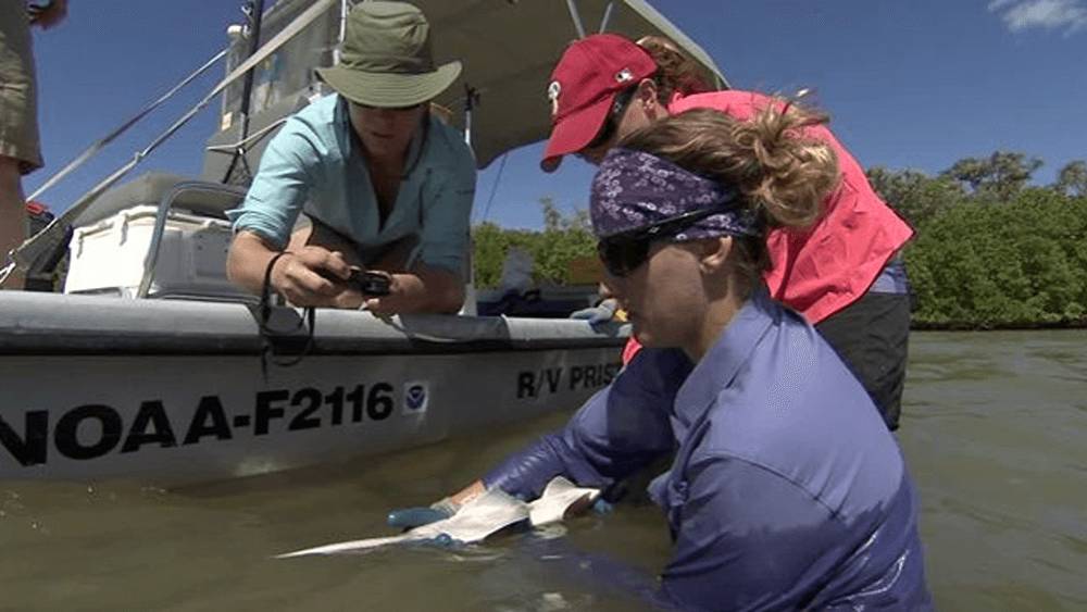 Three female researchers on a NOAA research boat. One is on the boat in a blue shirt and green hat taking a photo of the shark. One is in the water in a purple shirt, purple bandana, and black sunglasses holding a small shark. One is in a pink shirt and red hat standing in the water hunched over.