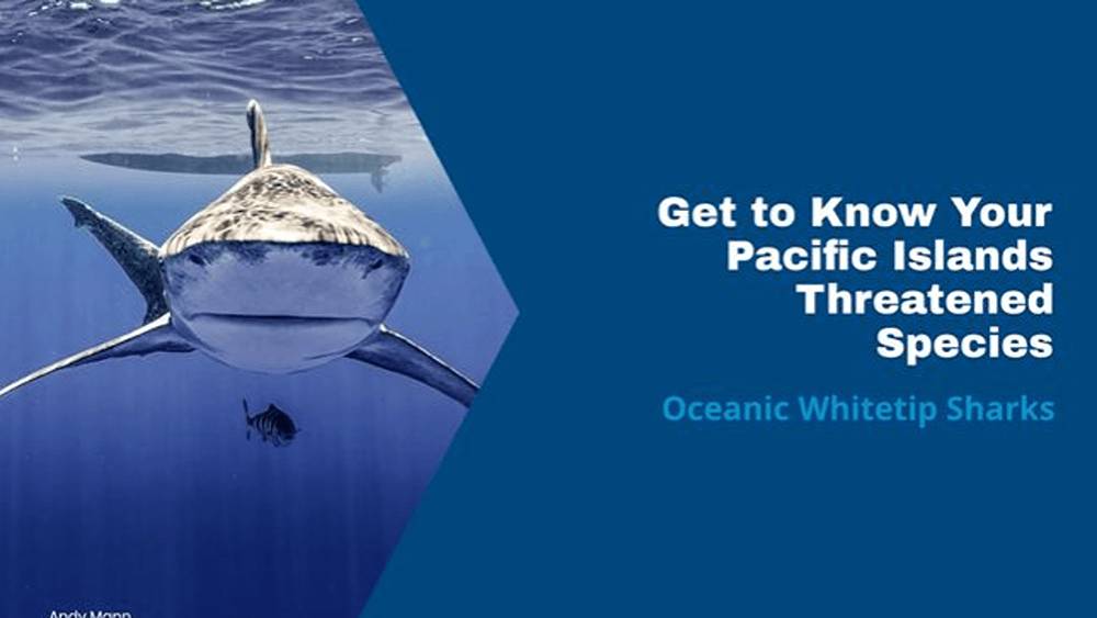 From left to right: Shark in water coming straight on with boat in the background. Blue background with the text: Get to Know Your Pacific Islands Threatened Species: Oceanic Whitetip Sharks.