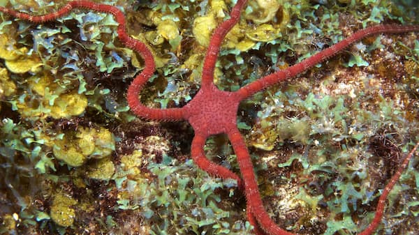 An octopus on a coral reef