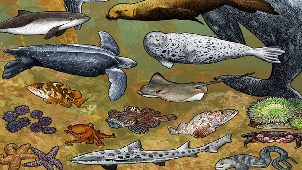 Hand drawing of multiple marine species including a leatherback sea turtle, porpoise, sea lion, seal, whale, stingray, lionfish, fish, crab, eel, spotted shark, sea stars, urchins, and sea anemones with a kelp forest background.