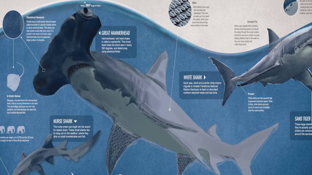 Screenshot of Sharks in Your National Marine Sanctuaries.