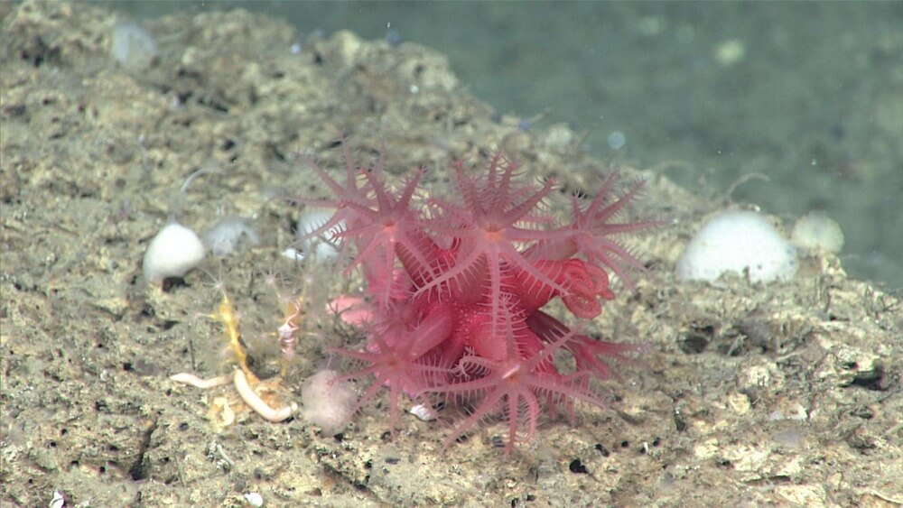 A brightly-colored octocoral stands out from the sandy seabed