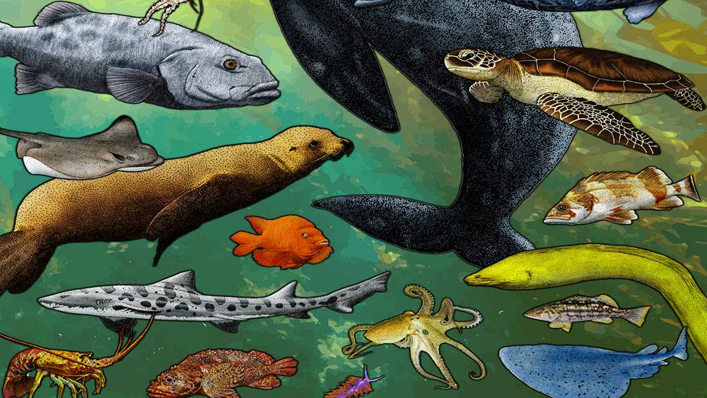 Hand drawing of multiple marine species including a whale, fish, an octopus, a lobster, a sea lion, a sea turtle, and sharks and rays with a kelp forest background.