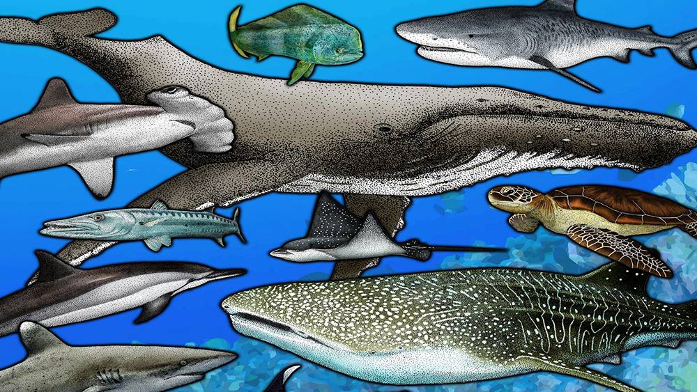 Hand drawing of multiple marine species including several sharks and fish, a humpback whale, a sea turtle, a whale shark, a spotted ray, and a dolphin with a bright blue background.