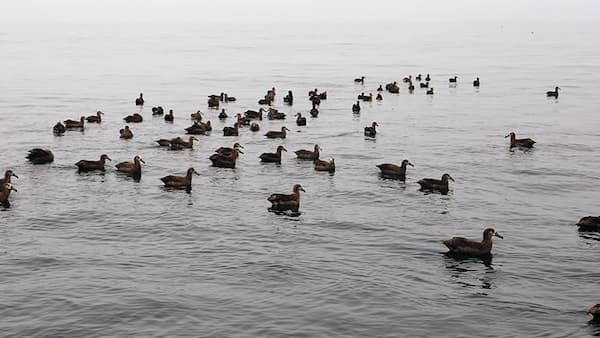 A group of seabirds floating on water