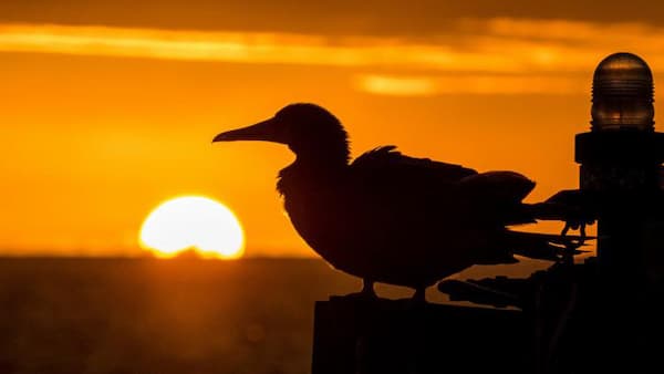A seabird with a sunset in the background