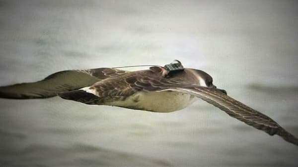 A shearwater being tracked