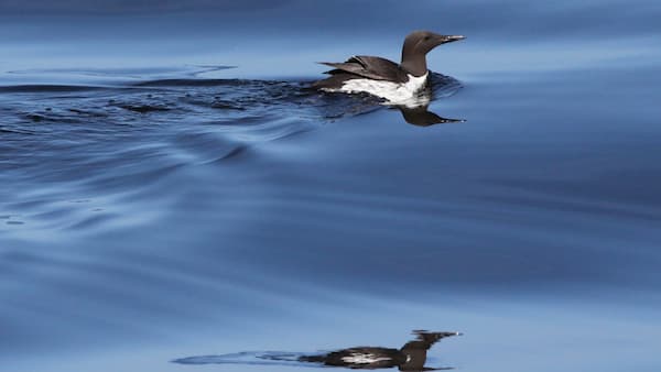 Seabird floating on water