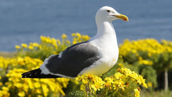 A seabird looking out standing on flowers