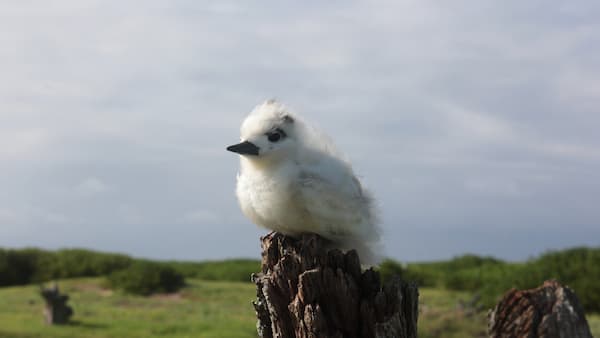Baby seabird standing on a trunk of a tree
