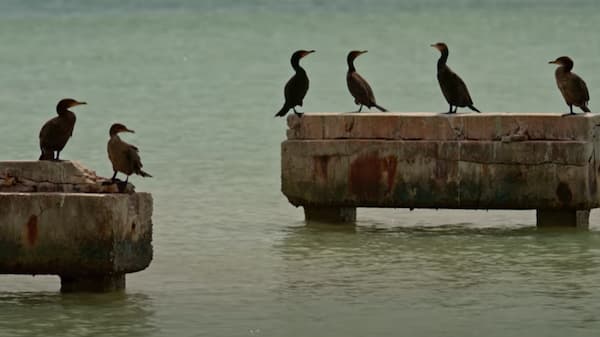 Seabirds standing on floating rocks