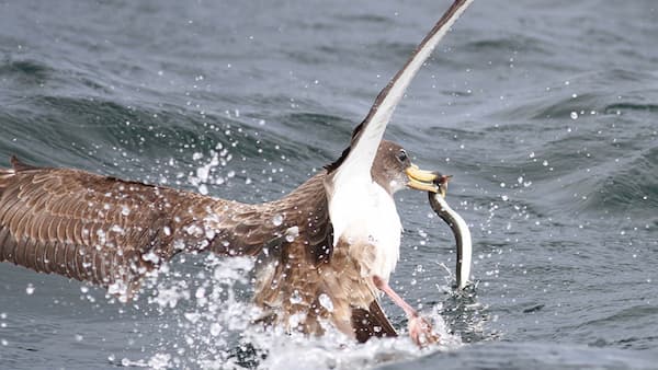 A seabird snatching a snake from the water